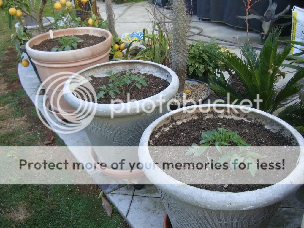  photo DSC05828_zpsd591fbfb.jpg